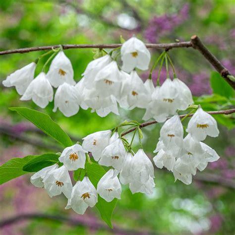 trees with white blossoms in early spring.